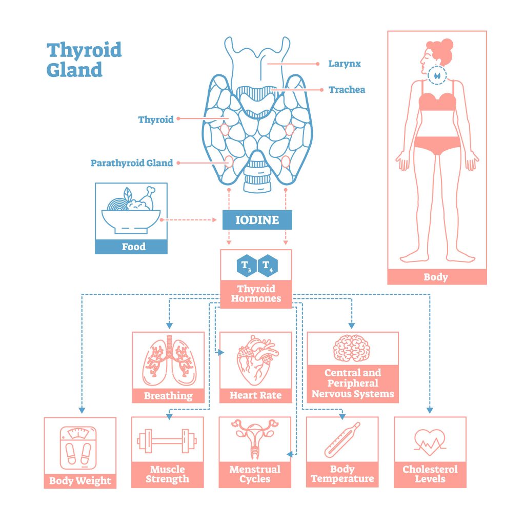 Connection Between Your Thyroid and Weight